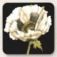 Cream Poppy Flower on Black Background