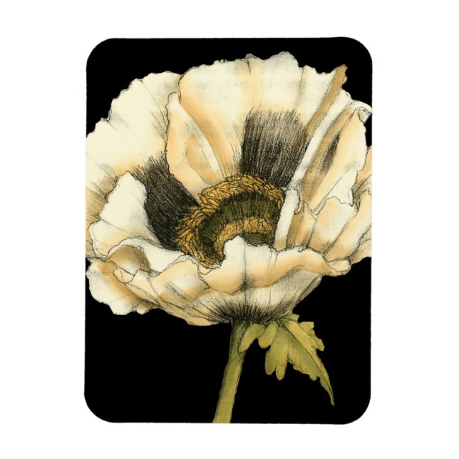 Cream Poppy Flower on Black Background Magnet (Vertical)