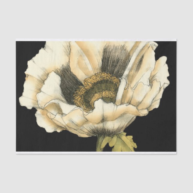 Cream Poppy Flower on Black Background Tissue Paper (Front)