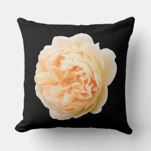Cream rose closeup isolated on black background cushion