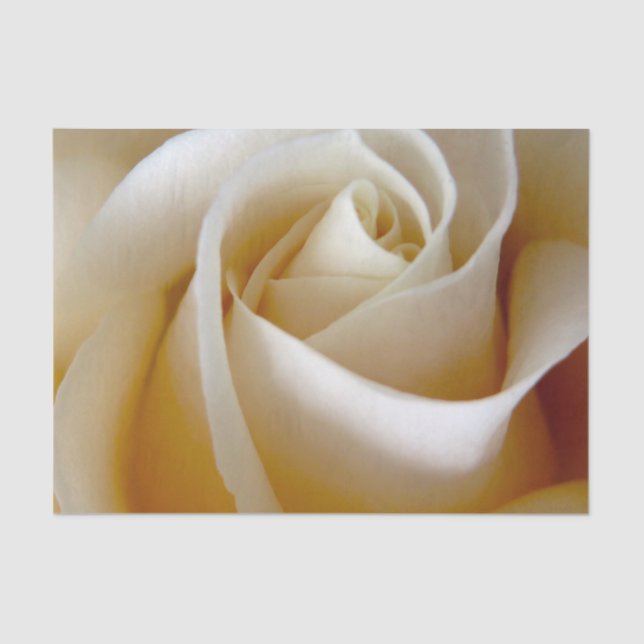 Cream Rose Wedding Photo Tissue Paper (Front)