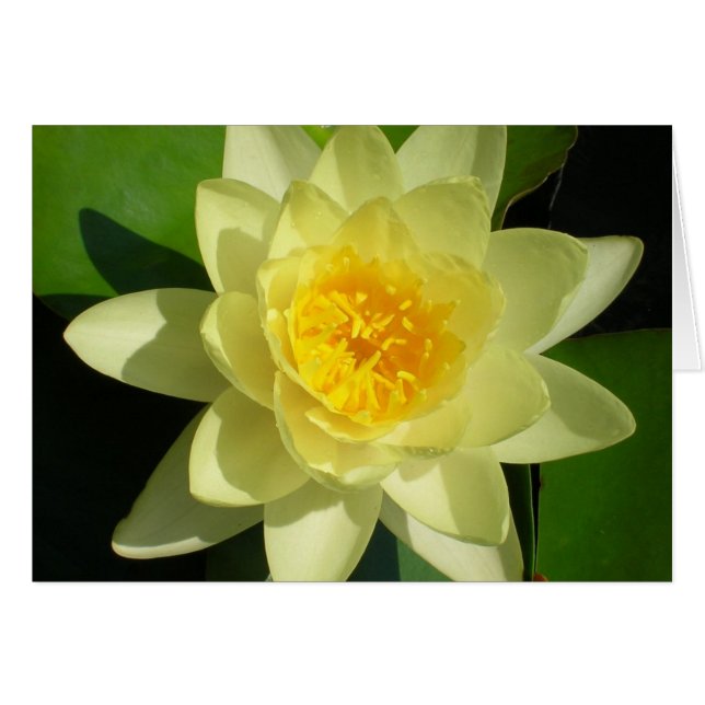 Cream Water Lily (Front Horizontal)