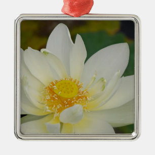 Cream Water Lily02.JPG Metal Tree Decoration