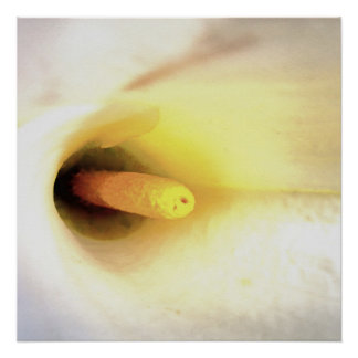 Cream White Calla Lily Close Up Abstract Art Poster