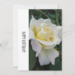 Cream White Rose Birthday Card