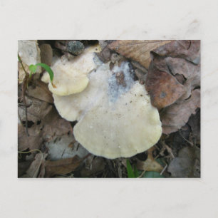 Creamy Bracket Fungus Postcard