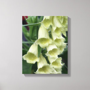 Creamy Foxglove Flower  Canvas Print