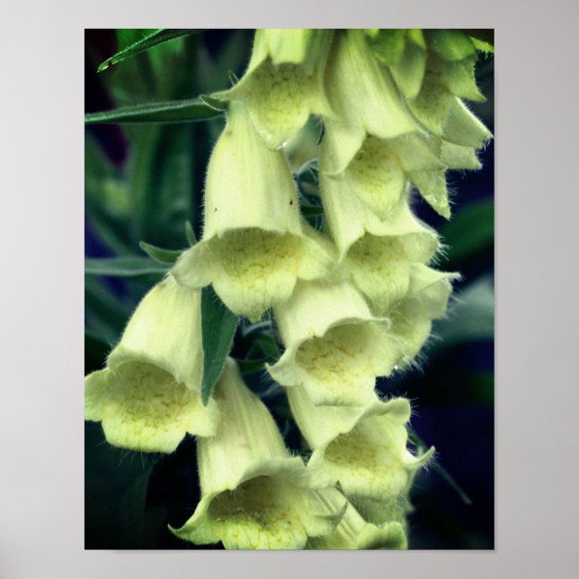 Creamy Foxglove Flower  Poster (Front)