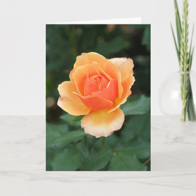 Creamy Orange Modern Rose Card (Front)