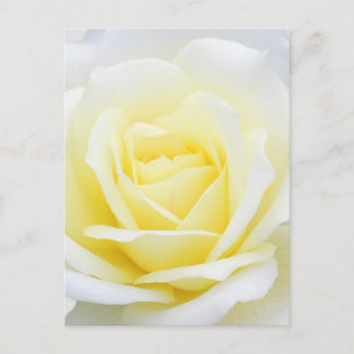 Creamy rose postcard
