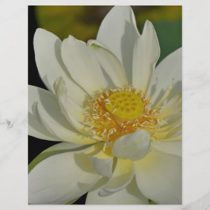 Creamy Water Lily.JPG