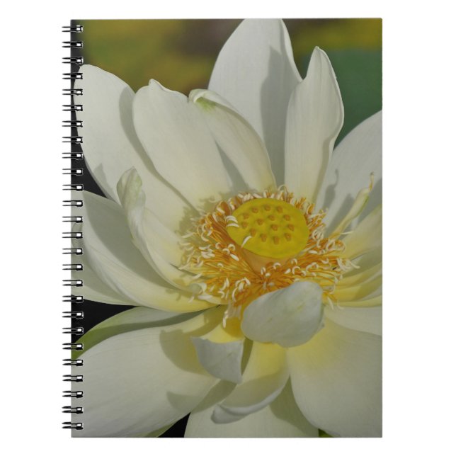 Creamy Water Lily.JPG Notebook (Front)