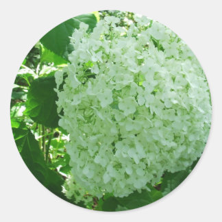 Creamy White Annabelle Hydrangea Flower Stickers