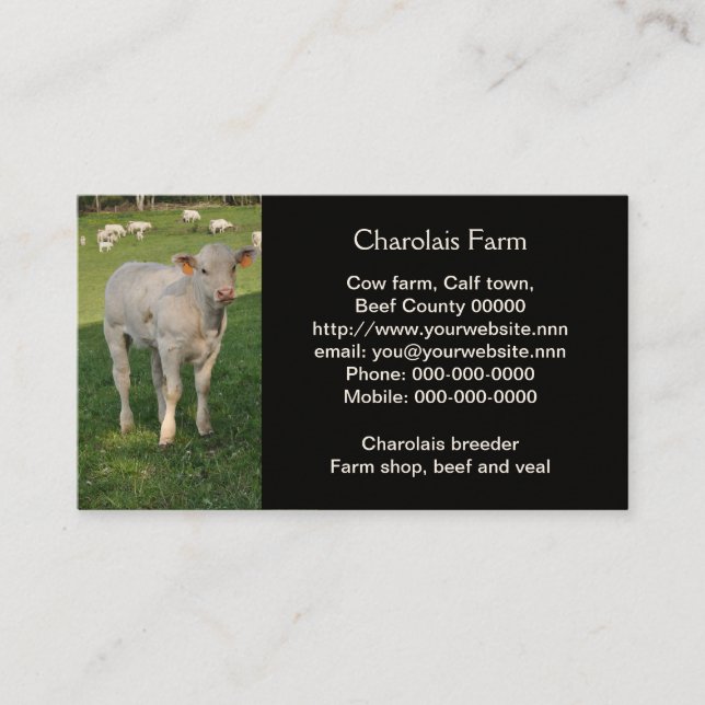 Creamy white charolais calf photo business card (Front)