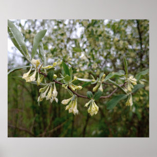 Creamy White Flowers on Bush After Spring Rain #1 Poster
