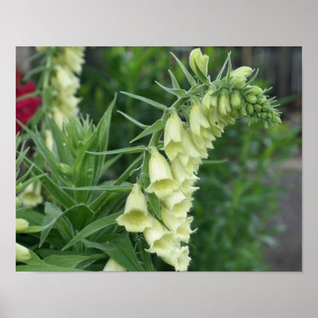 Creamy White Foxglove Flowers #2 Poster (Front)