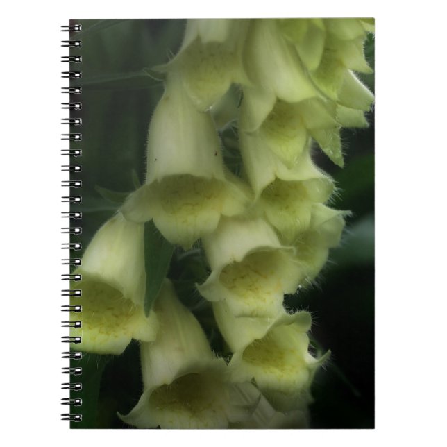 Creamy White Foxglove Flowers Notebook (Front)