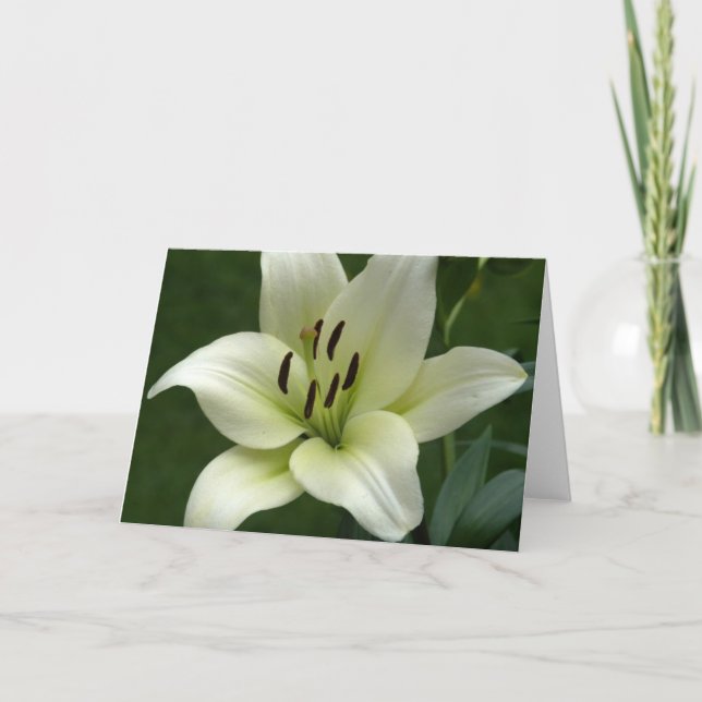 Creamy White Lily Card (Front)