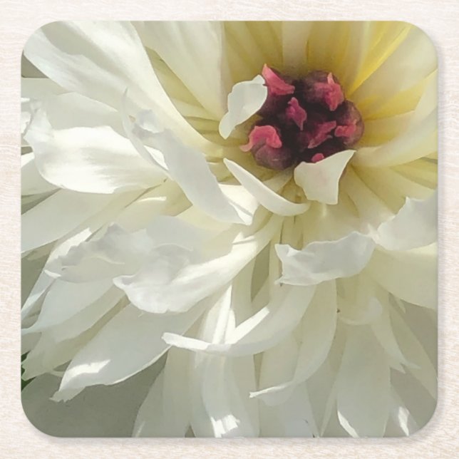Creamy White Peony Flower with Pink Stamens Square Paper Coaster (Front)
