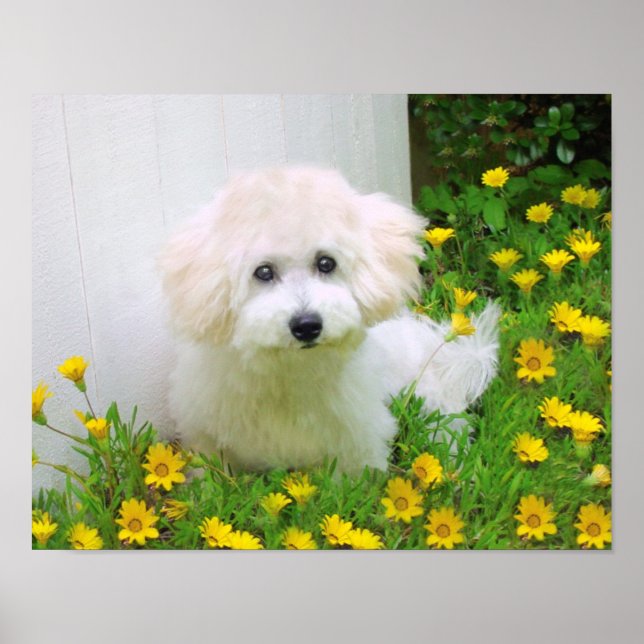 Create A Poster Print (Front)