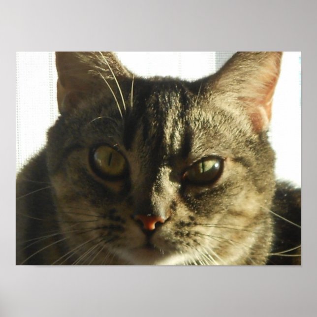 Create Your Own 16" x 12" Poster (Front)