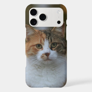 Create Your Own Cat Pet Photo Custom Picture