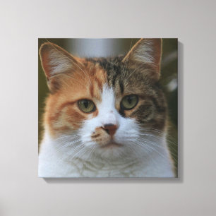 Create Your Own Cat Pet Photo Custom Picture Canvas Print