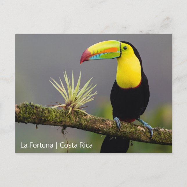 Create Your Own Costa Rica Photo Postcard (Front)