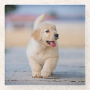 Create your own custom pet glass coaster
