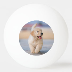 Create your own custom pet ping pong ball