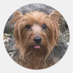 Create Your Own Dog Photo Custom Pet  Classic Round Sticker