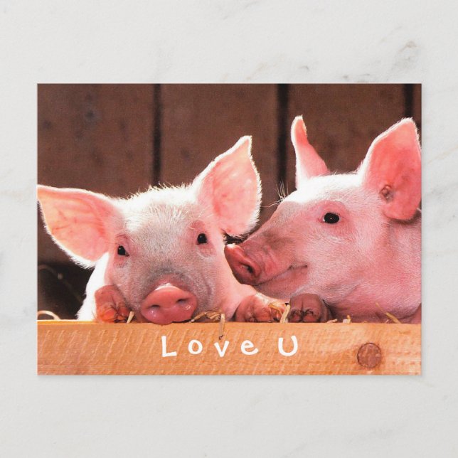 Create Your Own Funny Photo Love You Custom Postcard (Front)