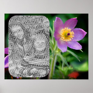 Create Your Own Pasque Flower Frame Photo Poster