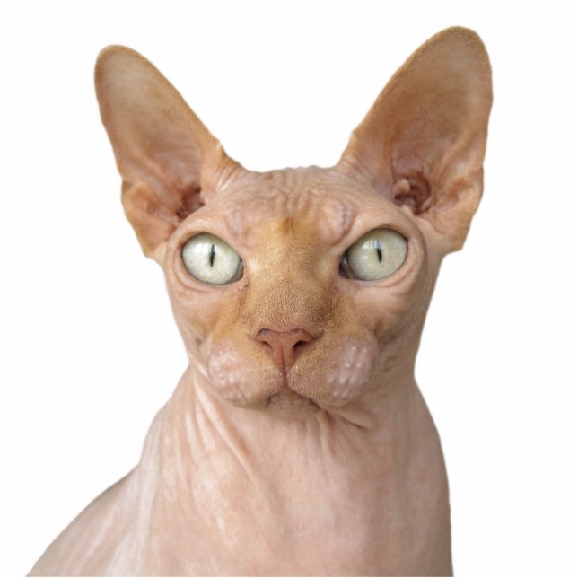 Create Your Own Pet Cat  Dog Memorial Standing Photo Sculpture (Front)