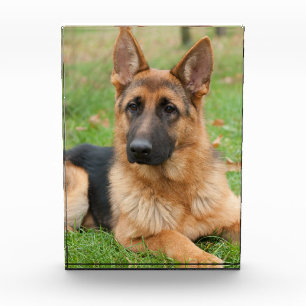 Create Your Own Pet Photo Custom Picture Block