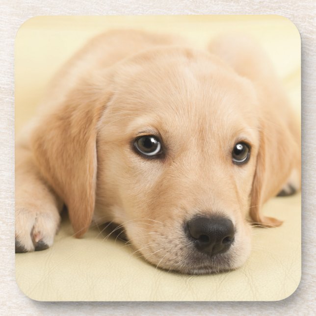 Create Your Own Pet Photo Custom Picture Coaster (Front)