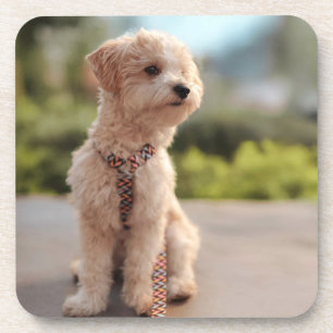 Create Your Own Pet Photo Custom Picture Coaster