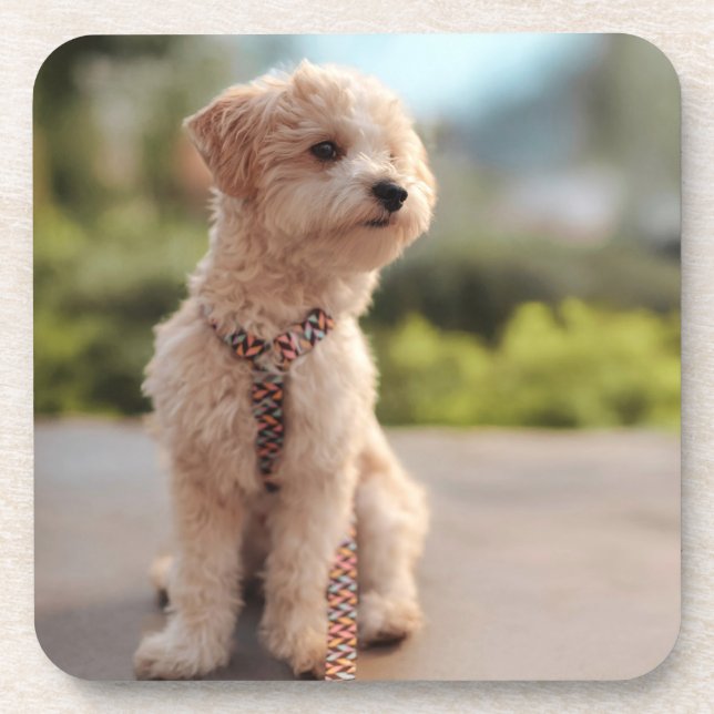 Create Your Own Pet Photo Custom Picture Coaster (Front)