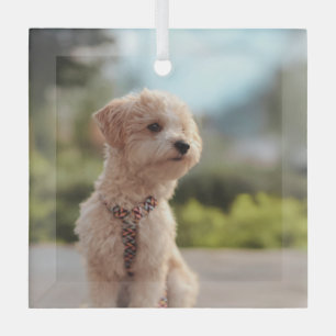Create Your Own Pet Photo Custom Picture Glass Tree Decoration