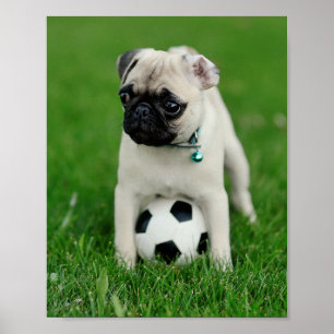 Create Your Own Pet Photo Custom Picture Poster