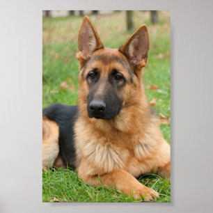 Create Your Own Pet Photo Custom Picture Poster