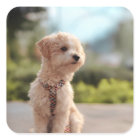 Create Your Own Pet Photo Custom Picture