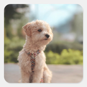 Create Your Own Pet Photo Custom Picture Square Sticker