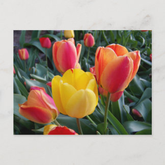 Create Your Own Photo Postcard