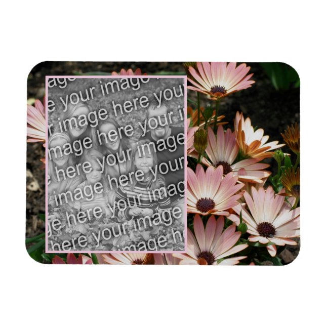 Create Your Own Pink African Daisy Flowers Photo Magnet (Horizontal)