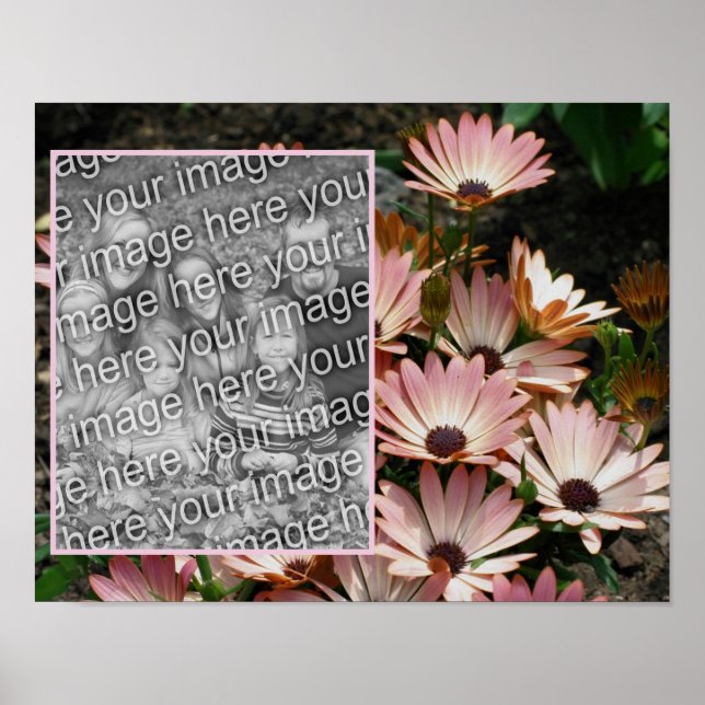 Create Your Own Pink African Daisy Flowers Photo Poster (Front)