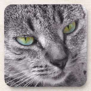Create your own Tabby cat drink coaster set