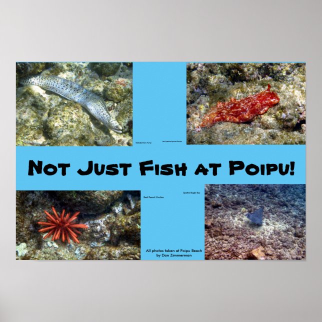 Creatures at Poipu Beach Poster (Front)