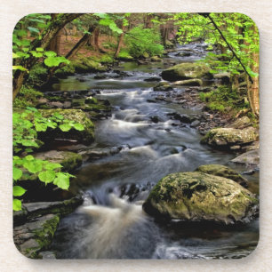 Creek flows through forest coaster
