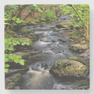 Creek flows through forest stone coaster